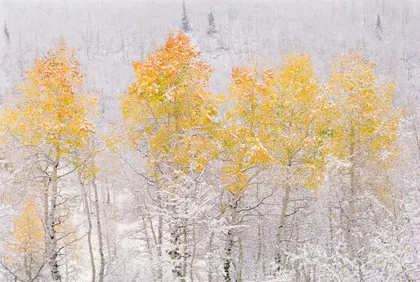 Autumn Snow Wonder — 100-piece jigsaw puzzle