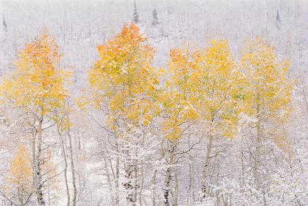 Autumn Snow Wonder — 100-piece jigsaw puzzle