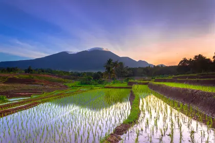 Tranquil Rice Terraces — 500-piece jigsaw puzzle