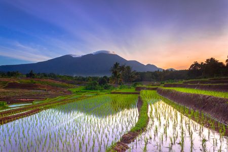 Tranquil Rice Terraces — 500-piece jigsaw puzzle