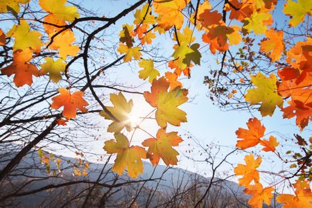 Autumn Leaves Dance — 300-piece jigsaw puzzle