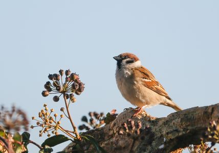 Sparrow in Sunlight — 200-piece jigsaw puzzle