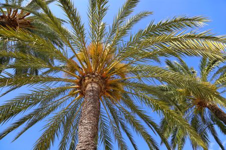 Palm Tree Canopy — 300-piece jigsaw puzzle