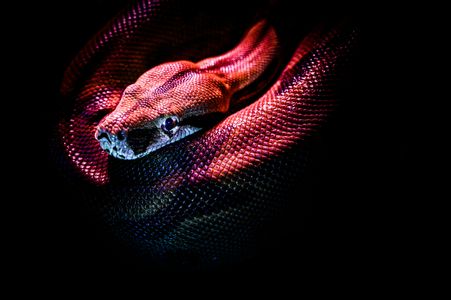 Serpent in Shadows — 100-piece jigsaw puzzle