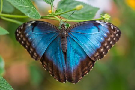 Blue Butterfly Elegance — 300-piece jigsaw puzzle