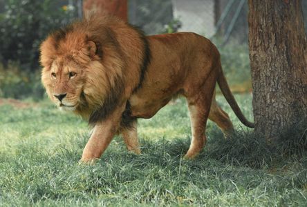 Majestic Lion Stroll — 400-piece jigsaw puzzle