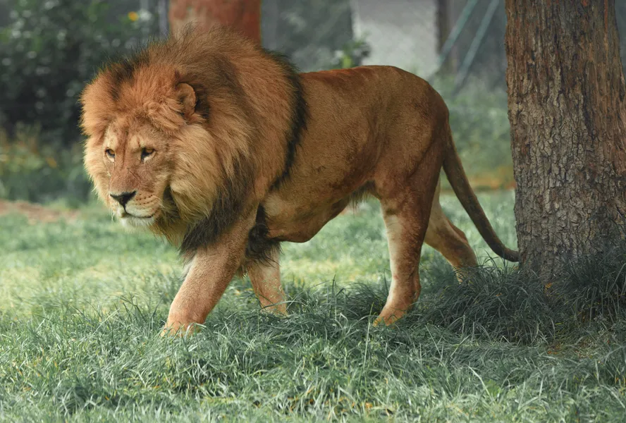 Majestic Lion Stroll — 400-piece jigsaw puzzle