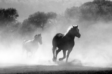 Galloping Through Mist — 300-piece jigsaw puzzle