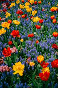Vibrant Spring Blooms — 64-piece jigsaw puzzle