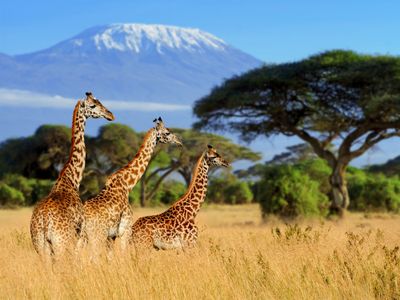 Giraffes on the Savanna — 100-piece jigsaw puzzle