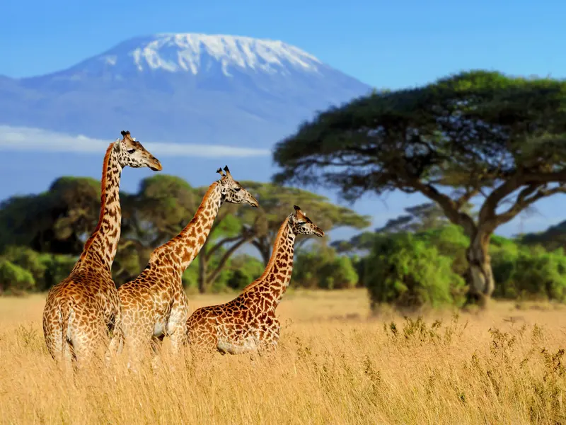 Giraffes on the Savanna — 100-piece jigsaw puzzle