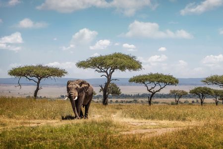 Elephant in the Savannah — 150-piece jigsaw puzzle