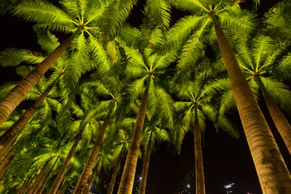 Illuminated Palm Canopy — 500-piece jigsaw puzzle