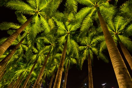 Illuminated Palm Canopy — 500-piece jigsaw puzzle