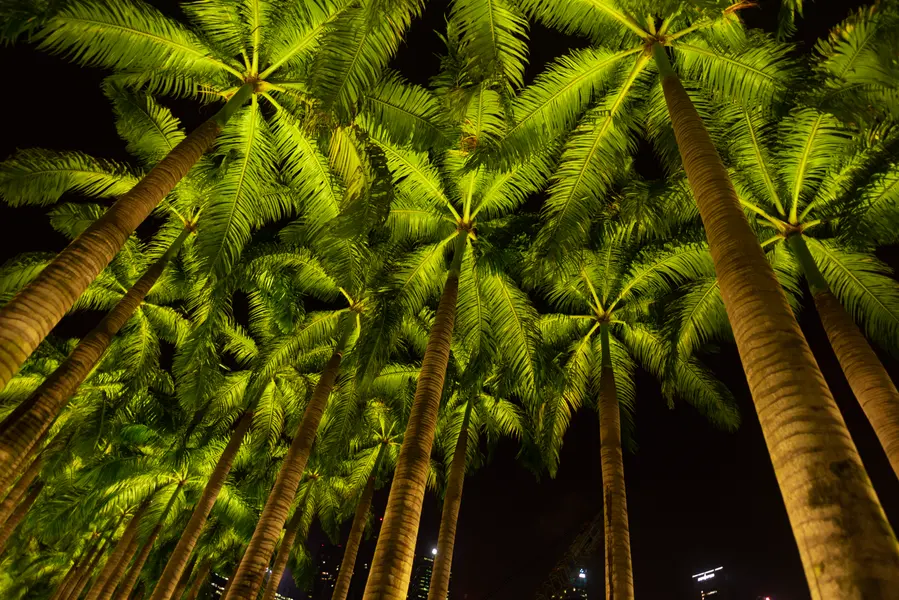 Illuminated Palm Canopy — 500-piece jigsaw puzzle