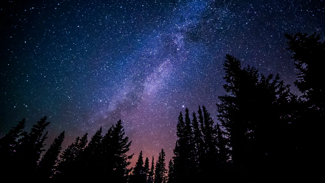 Starlit Forest Night — 100-piece jigsaw puzzle