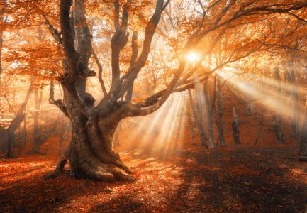Golden Autumn Forest — 100-piece jigsaw puzzle