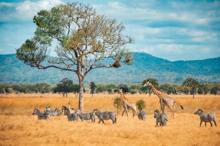 Safari Serenade — 500-piece jigsaw puzzle
