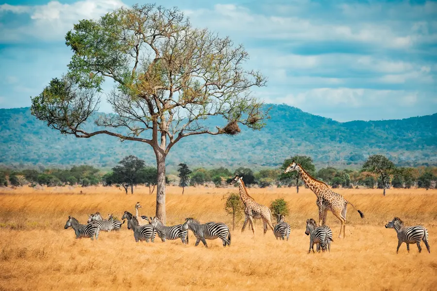 Safari Serenade — 500-piece jigsaw puzzle
