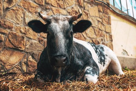 Resting Farm Cow — 150-piece jigsaw puzzle