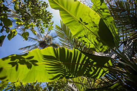 Lush Jungle Canopy — 200-piece jigsaw puzzle