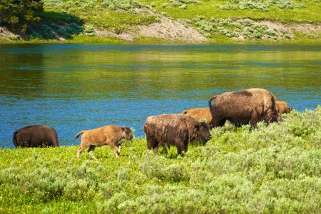 Bison by the River — 300-piece jigsaw puzzle