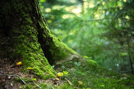 Forest Tranquility — 300-piece jigsaw puzzle