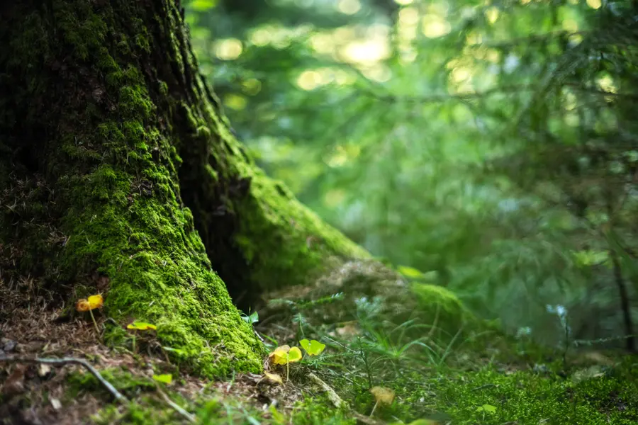 Forest Tranquility — 300-piece jigsaw puzzle