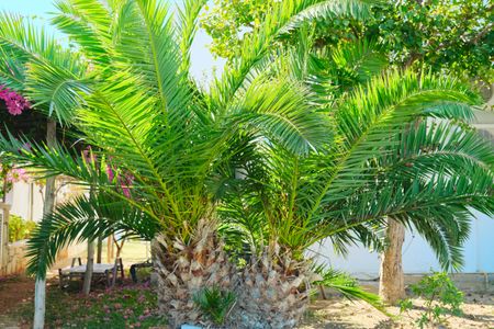 Lush Palm Oasis — 150-piece jigsaw puzzle