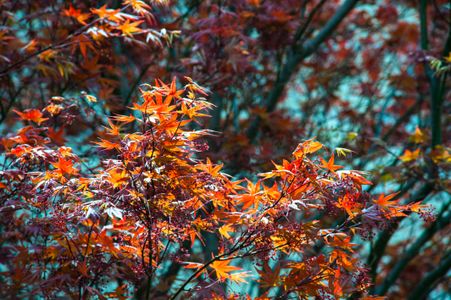 Vibrant Autumn Leaves — 64-piece jigsaw puzzle