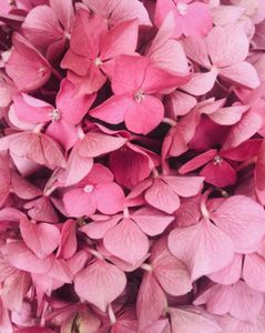 Blossoming Pink Hydrangeas — 100-piece jigsaw puzzle