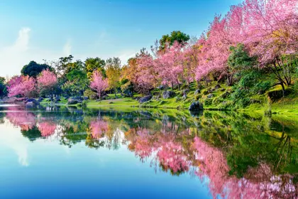 Cherry Blossoms Reflections — 64-piece jigsaw puzzle