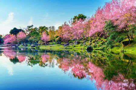 Cherry Blossoms Reflections — 64-piece jigsaw puzzle