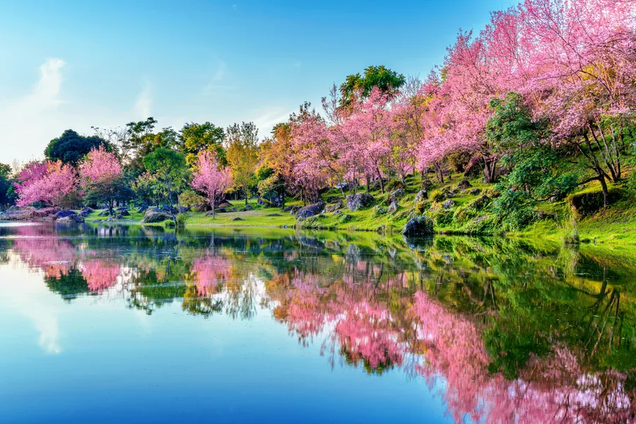Reflets de fleurs de cerisier — puzzle de 64 pièces