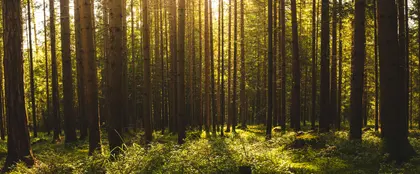 Sunlit Forest Tranquility — 100-piece jigsaw puzzle