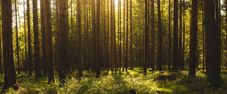 Sunlit Forest Tranquility — 100-piece jigsaw puzzle