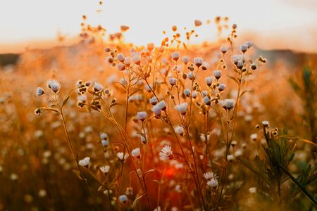 Golden Field Blooms — 400-piece jigsaw puzzle