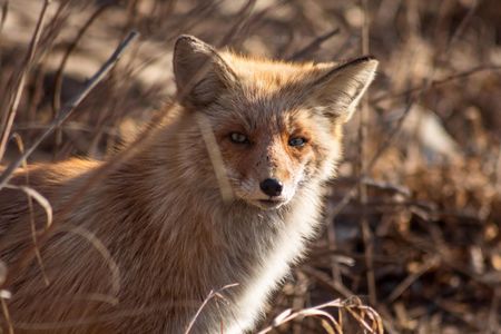 Gaze of the Fox — 150-piece jigsaw puzzle