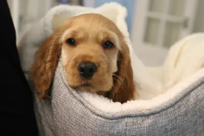 Cozy Puppy Rest — 200-piece jigsaw puzzle
