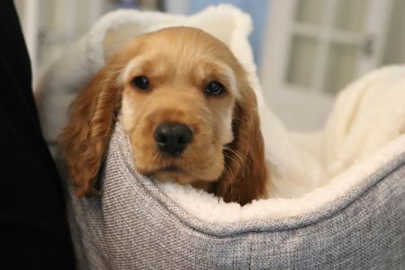 Cozy Puppy Rest — 200-piece jigsaw puzzle