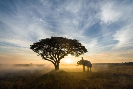 Elephant at Sunrise — 500-piece jigsaw puzzle