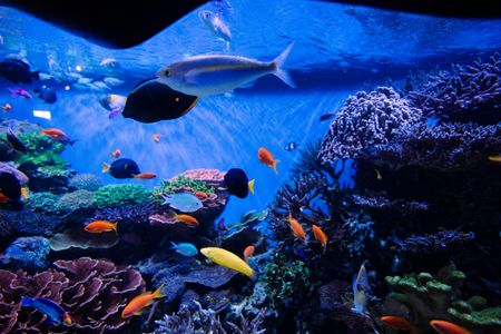 Vibrant Coral Reef — 100-piece jigsaw puzzle