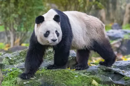 Gentle Panda Stroll — 100-piece jigsaw puzzle