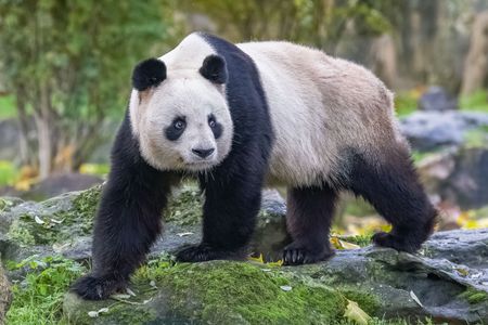 Gentle Panda Stroll — 100-piece jigsaw puzzle