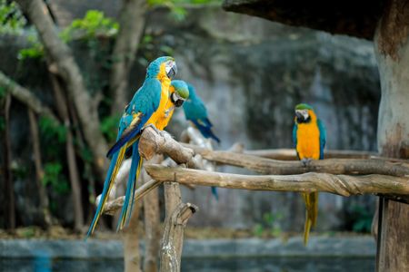 Colorful Parrot Life — 100-piece jigsaw puzzle