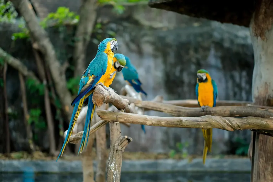 Colorful Parrot Life — 100-piece jigsaw puzzle