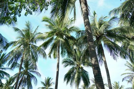 Tropical Palm Canopy — 500-piece jigsaw puzzle