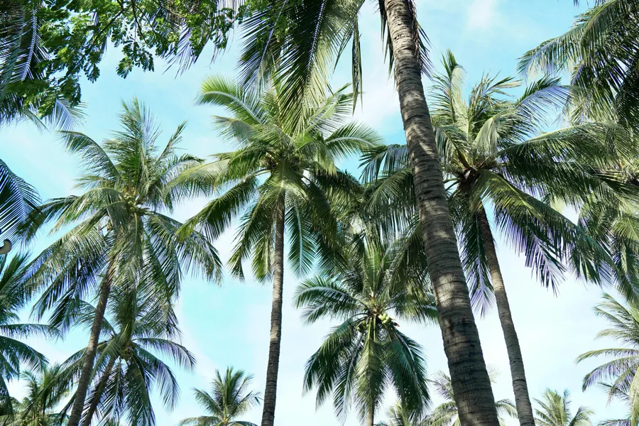 Tropical Palm Canopy — 500-piece jigsaw puzzle
