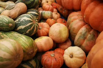 Harvest of Gourds — 100-piece jigsaw puzzle