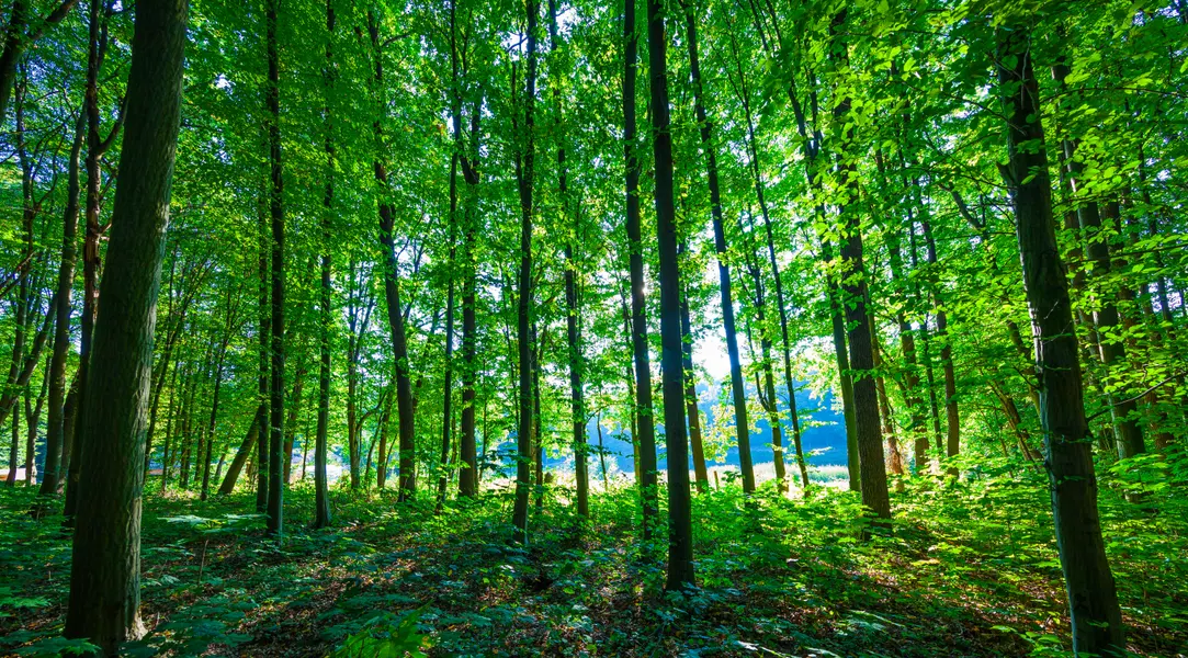 Sunlit Forest — 200-piece jigsaw puzzle